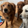 Allmydogsaregoldens User Image